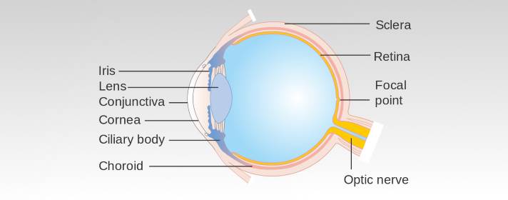 The retina function