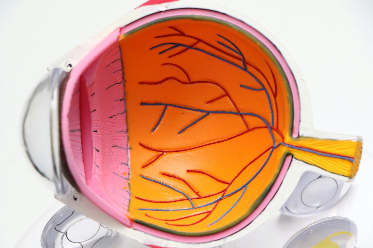 diagram of eye and retina